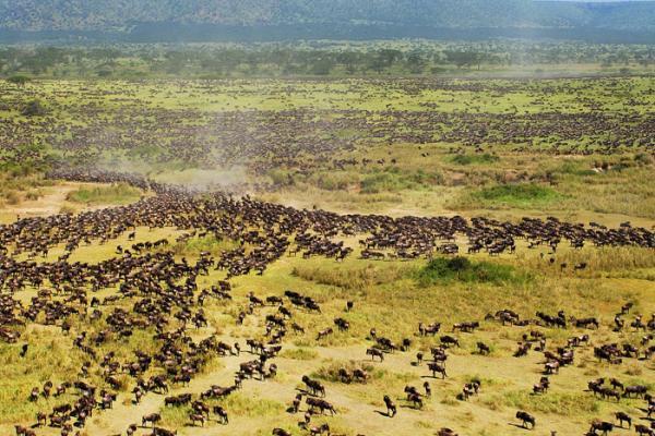 Serengeti Plains National Park